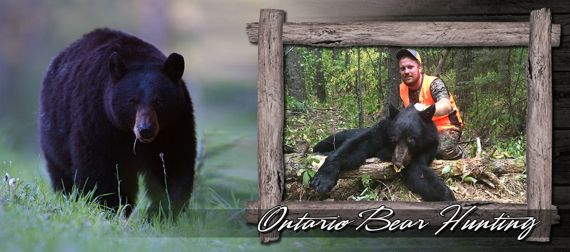 ontario-bear-hunting.jpg
