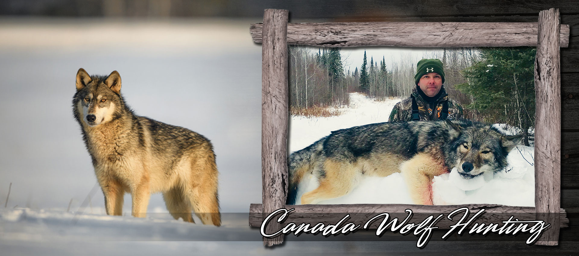 ontario-wolf-hunting.jpg