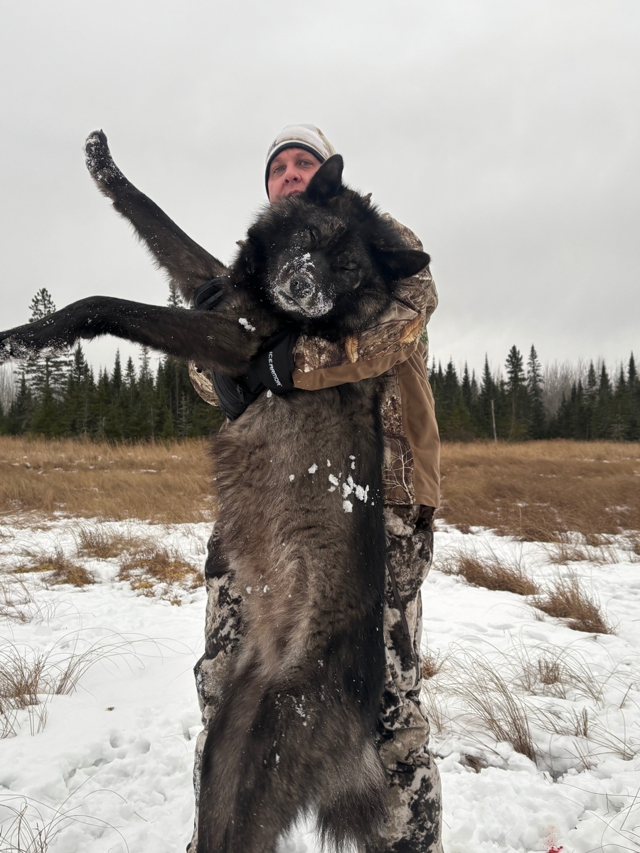 Wolf Hunts Photo