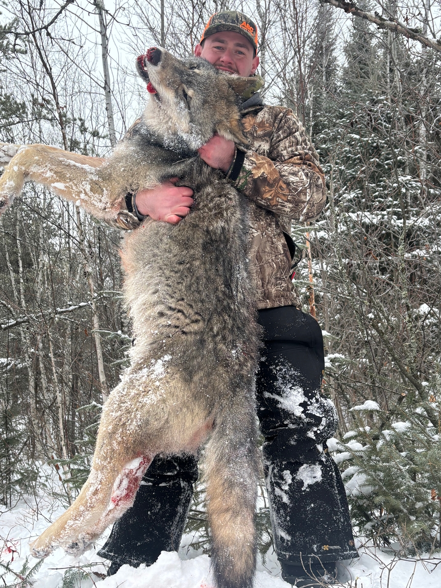 Wolf Hunts Photo