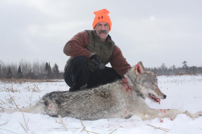 Wolf Hunts Photo