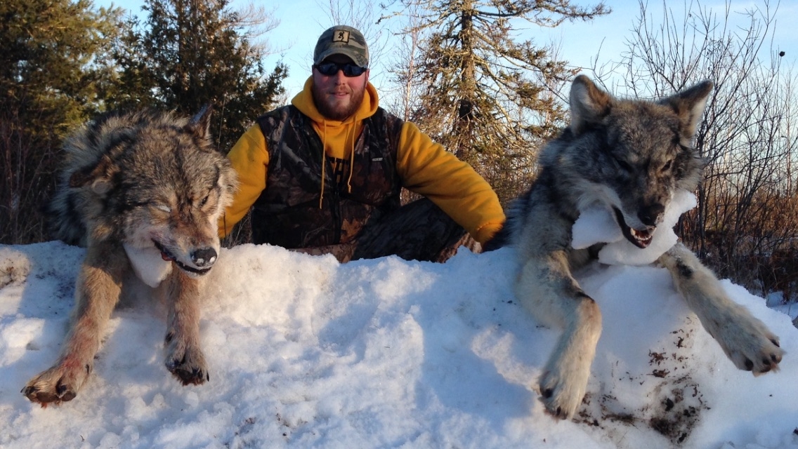 Ontario Wolf Hunts