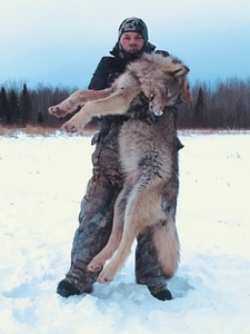 Bob's dream Wolf