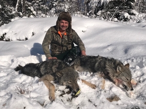 wolf hunting