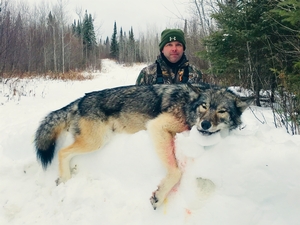 big wolf