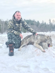 Timber Wolf