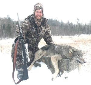 ontario wolf