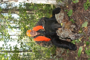 bear hunts
