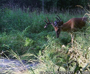 canadian whitetail 2017